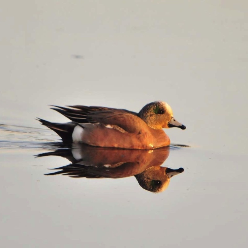 American Wigeon 041810.jpg 