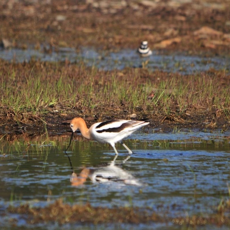 American-Avocet-5-12-10-h.jpg 