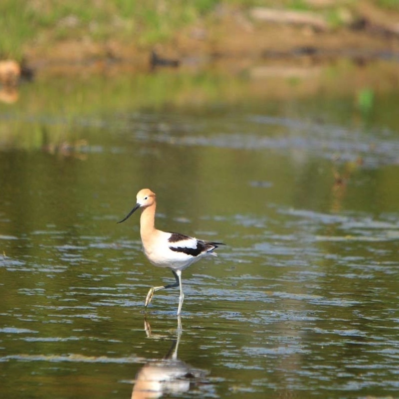 American-Avocet-5-12-10b.jpg 