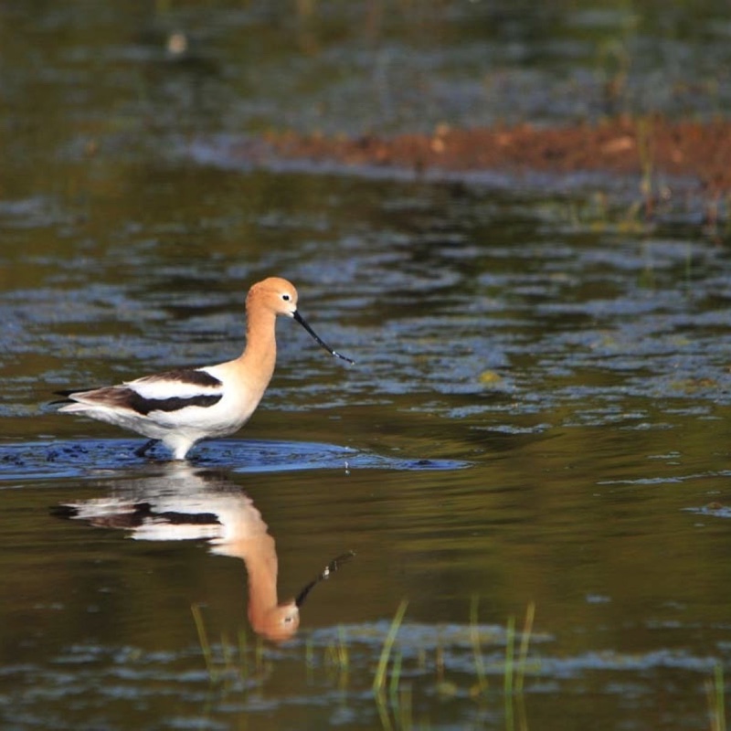 American-Avocet-5-12-10d.jpg 