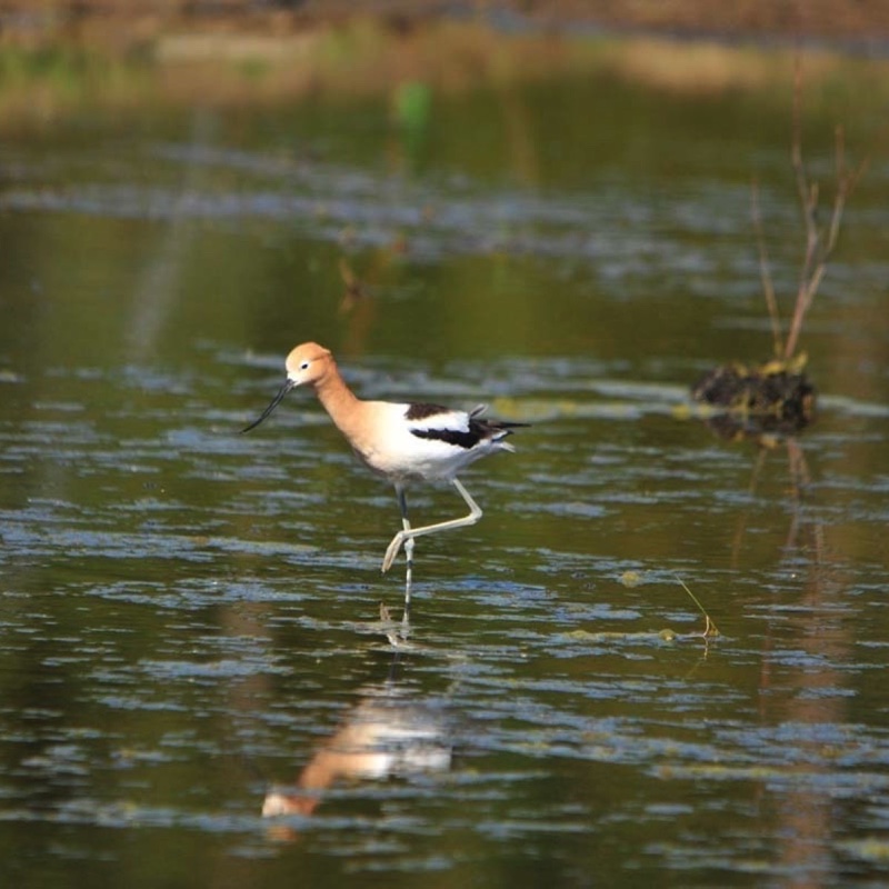 American-Avocet-5-12-10e.jpg 