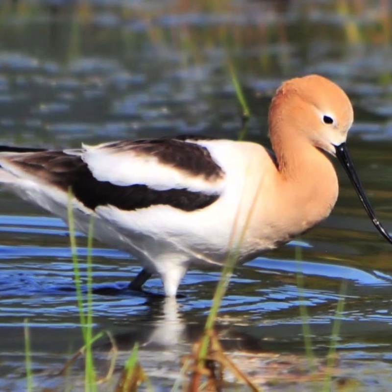Avocet 051210.jpg 