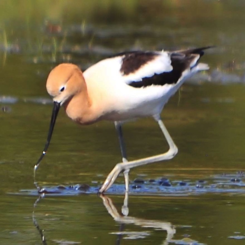 Avocet B 051210.jpg 