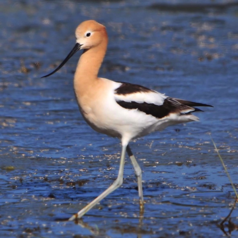 Avocet C 051210.jpg 