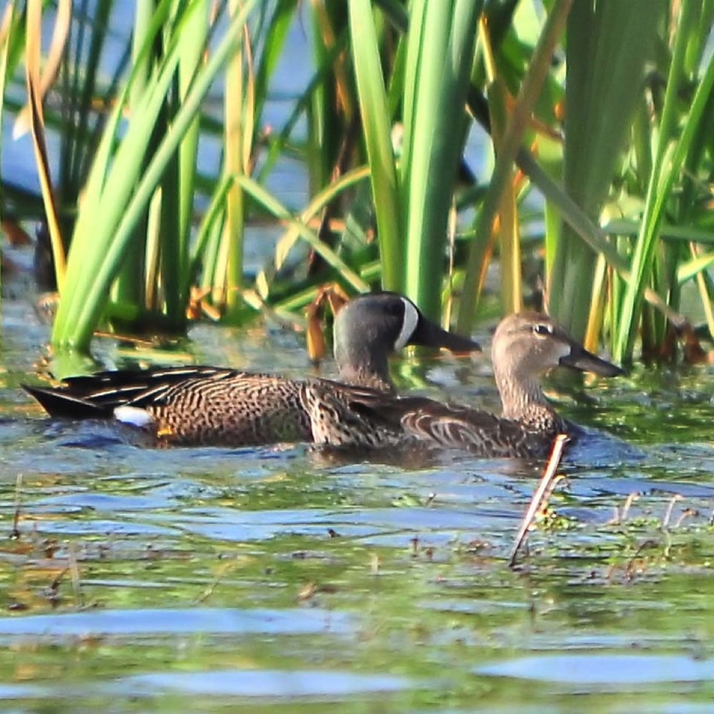 BW Teal M&F 052509.jpg 