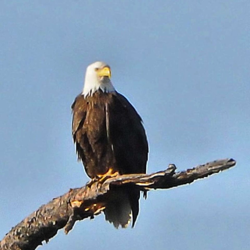 Bald Eagle 060513.jpg 
