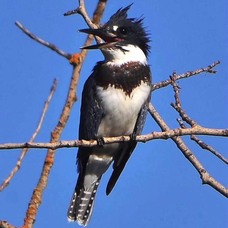 Belted Kingfisher 073010.jpg 