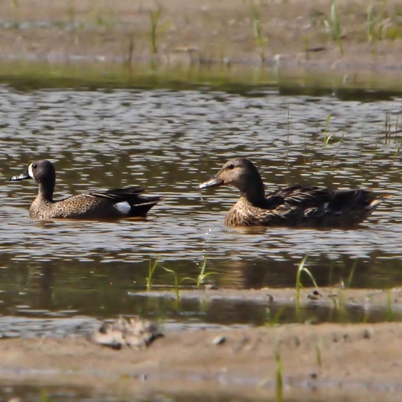 Blue Winged Teal M & F 061313.jpg 