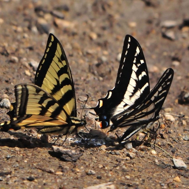 Butterfly Pair 061112.jpg 