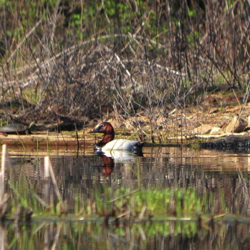 Canvasback-051210.jpg 