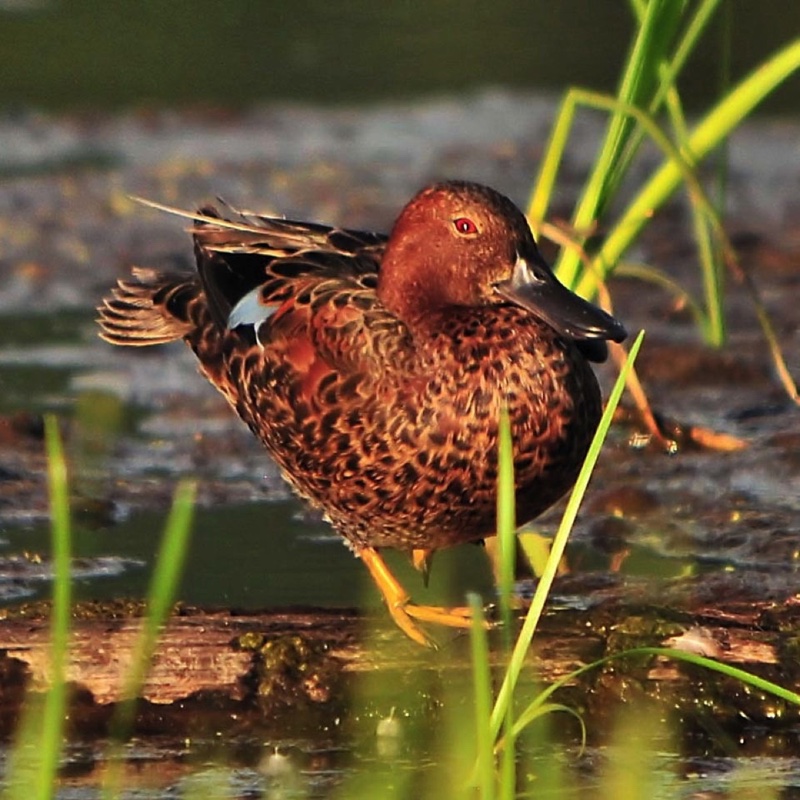 Cinnamon Teal 071510B.jpg 