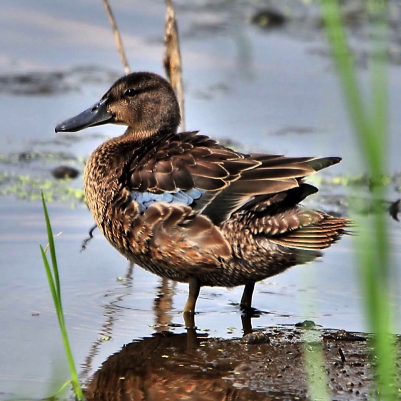 Cinnamon Teal Female 080710.jpg 