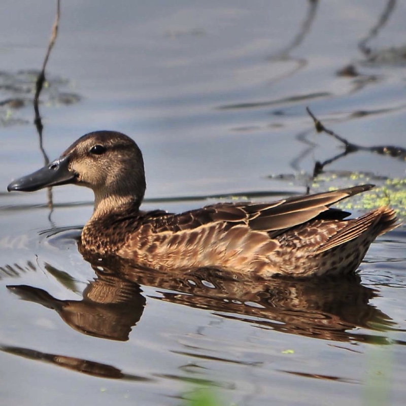 Cinnamon Teal Female 080710C.jpg 
