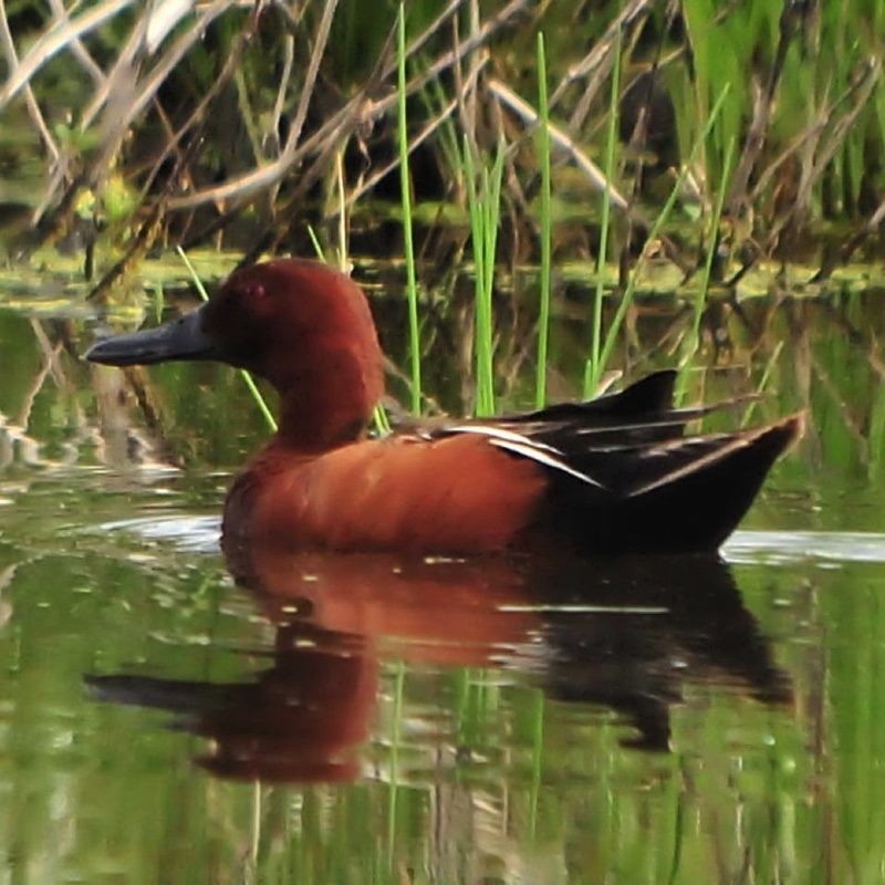 Cinnamon Teal Male 062011.jpg 