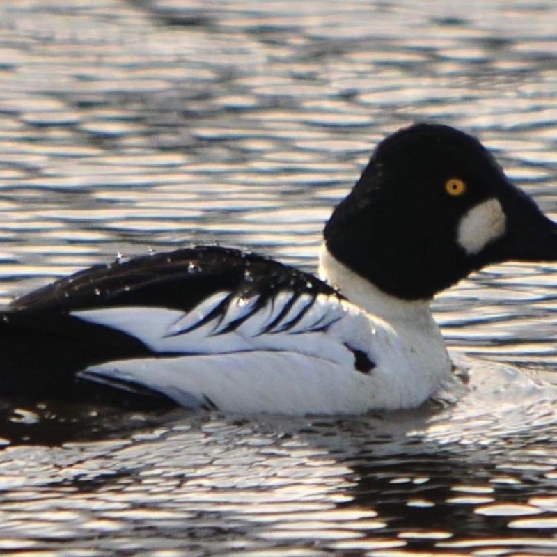 Common Goldeneye Male 033009.jpg 