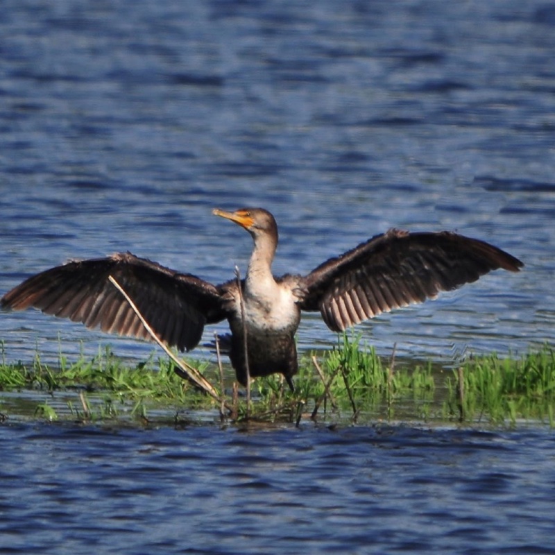 Cormorant-052809.jpg 