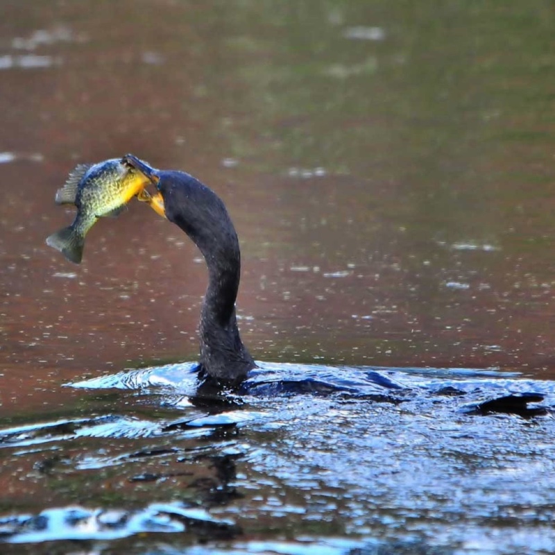 Cormorant-with-Fish-C.jpg 