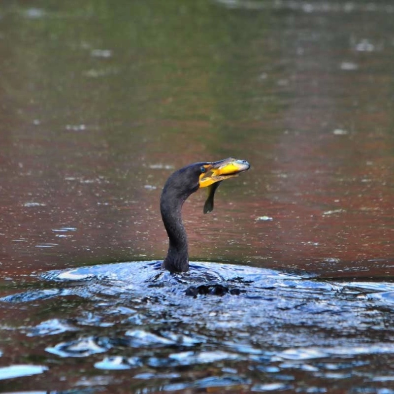 Cormorant-with-Fish.jpg 