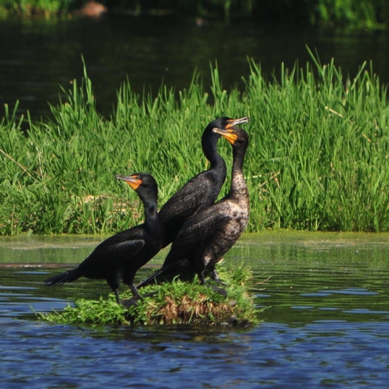 Cormorants-052809-B.jpg 