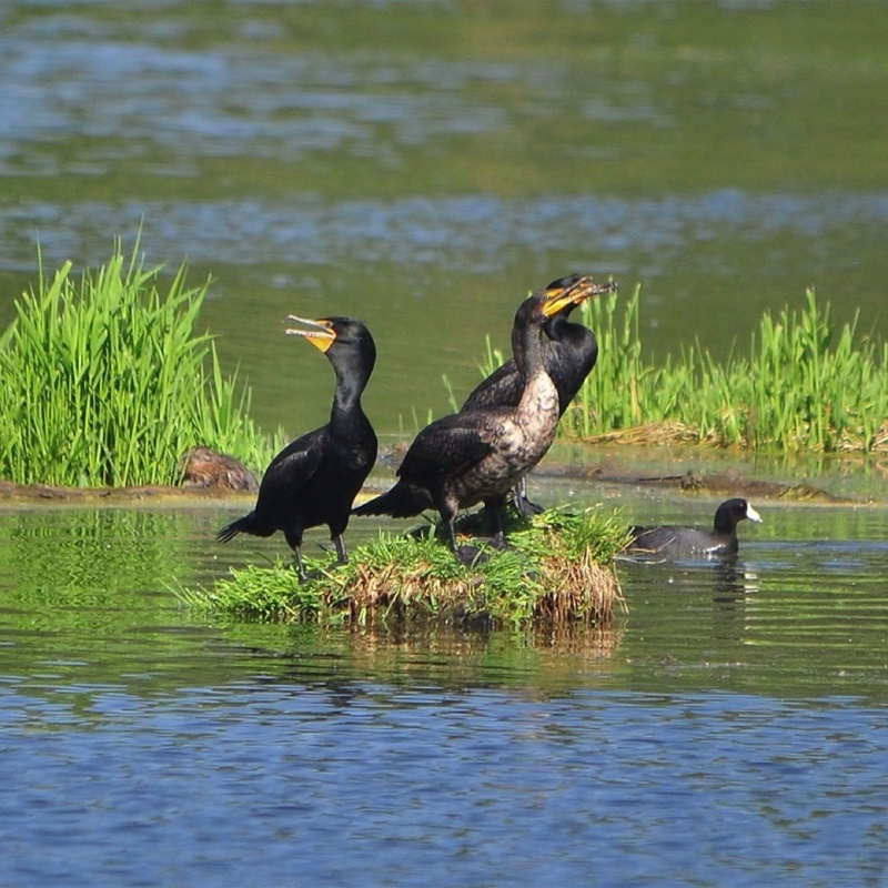 Cormorants-052809.jpg 