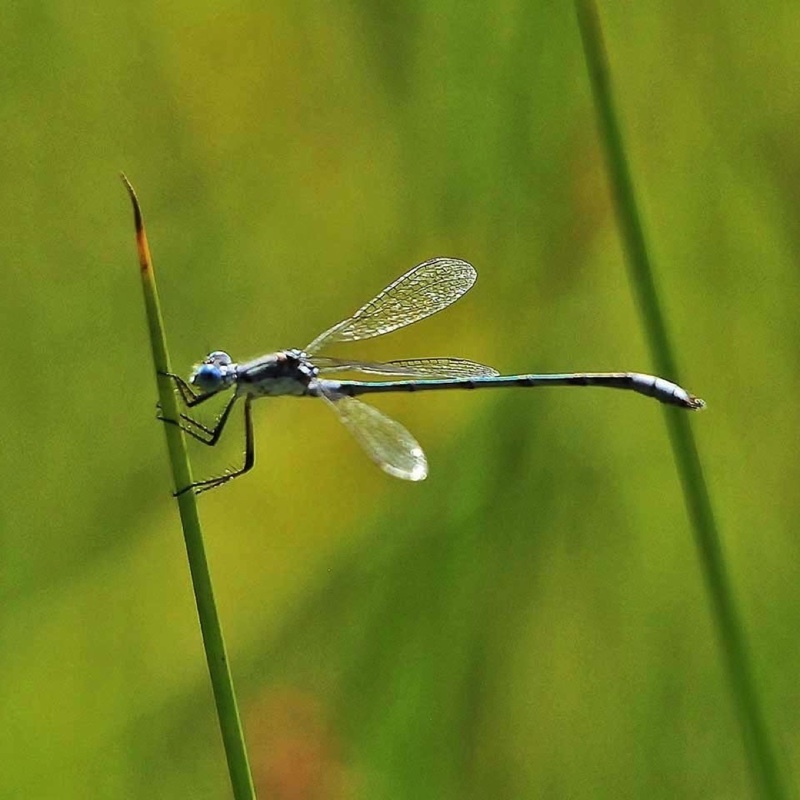 Damselfly-072912.jpg 