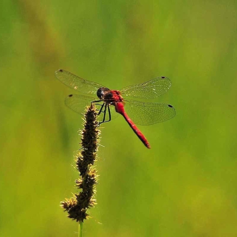 Dragonfly-072912.jpg 