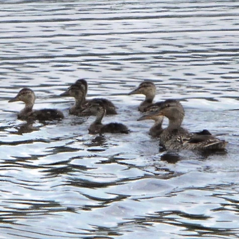Gadwall Babies 060513.jpg 
