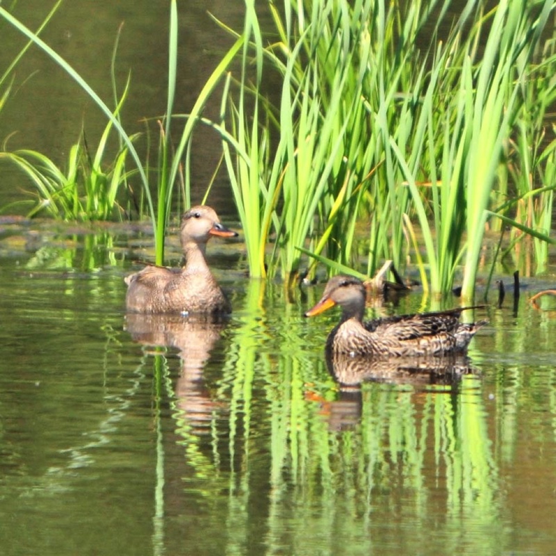 Gadwall Pair 052709.jpg 
