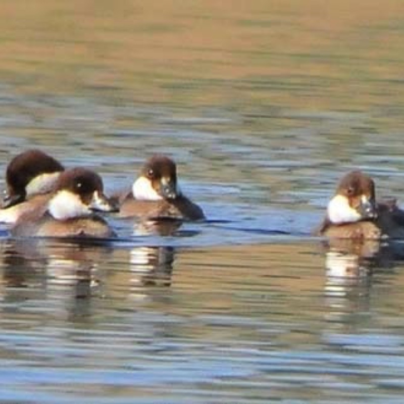 Goldeneye Babes 062512.jpg 