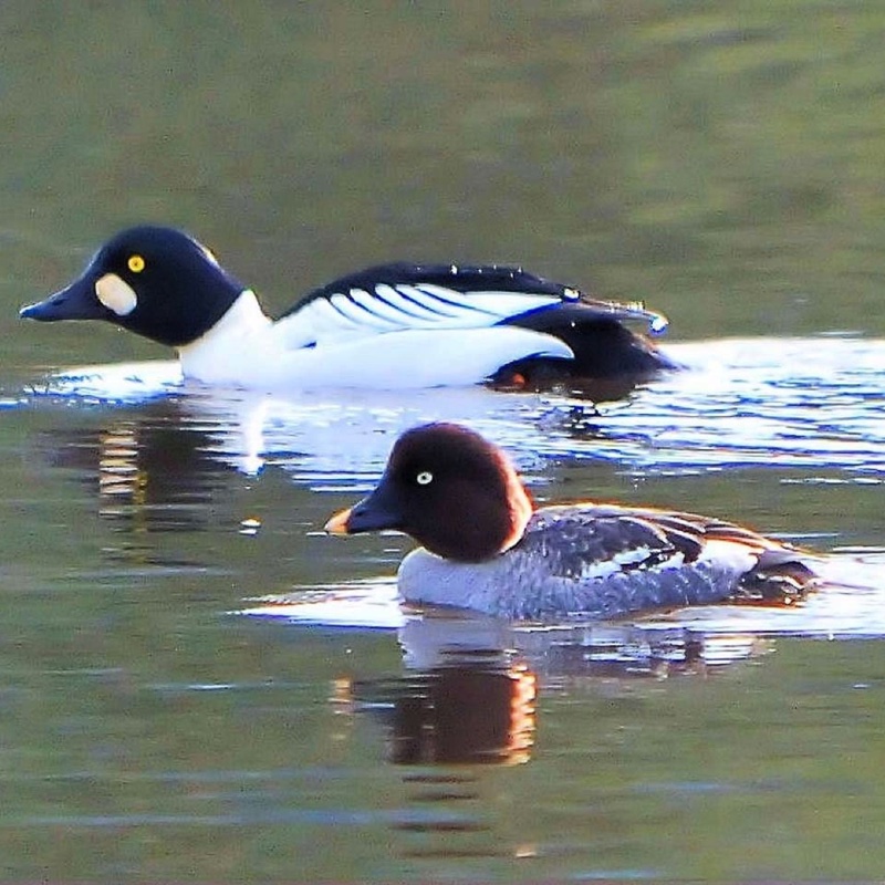 Goldeneye Pair 031611.jpg 