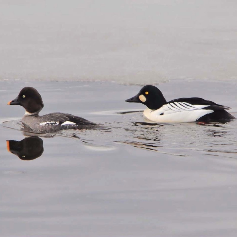 Goldeneye Pair GREAT 031711.jpg 