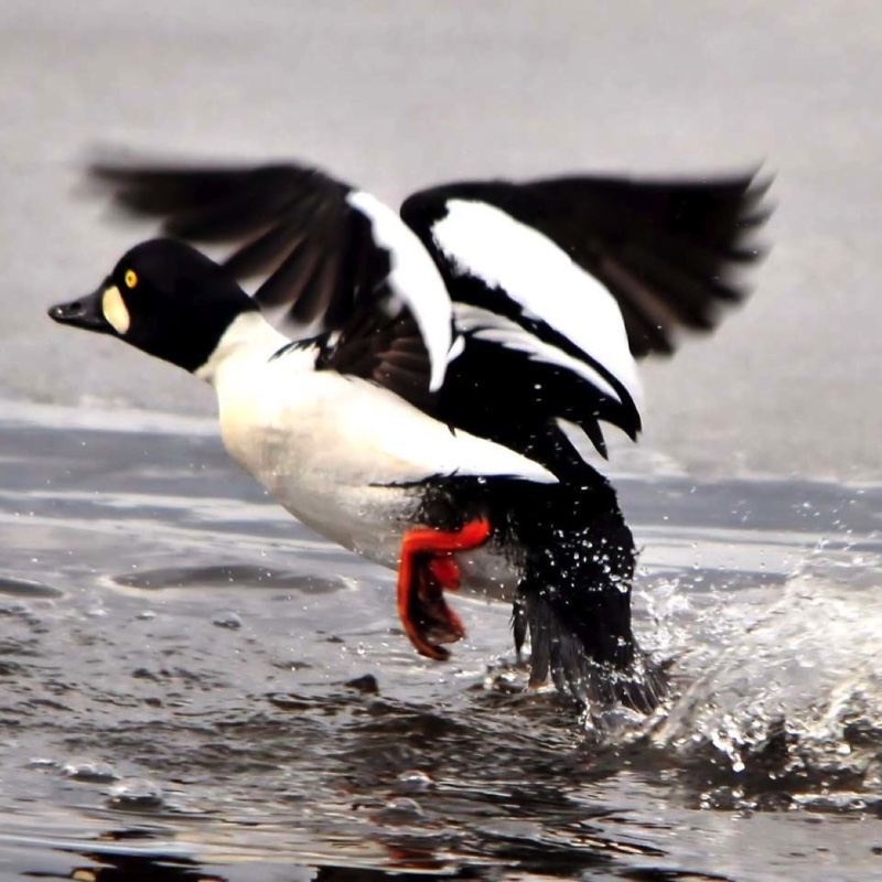 Goldeneye Takeoff 031711.jpg 