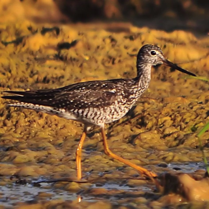 GrYellowlegs B 072210 BEST.jpg 
