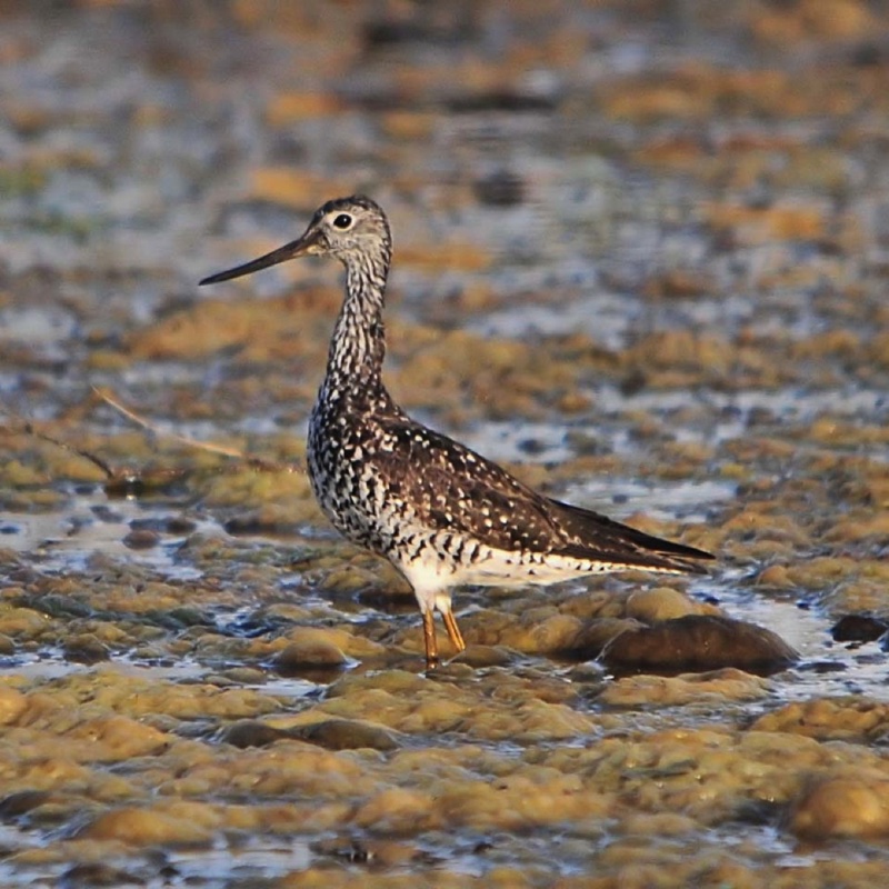 GrYellowlegs072210.jpg 