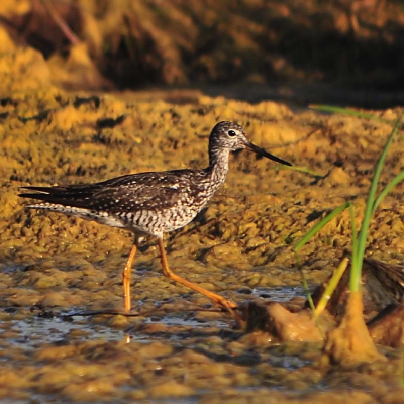 GrYellowlegs072210BEST.jpg 