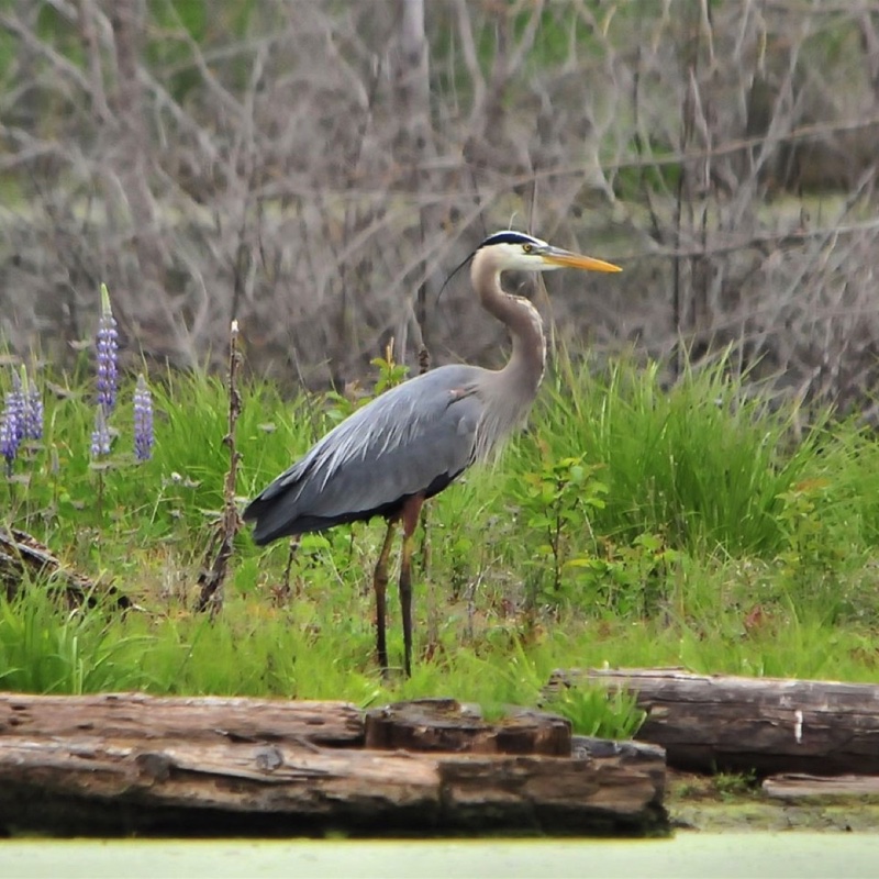 Great-Blue-Heron-052312.jpg 