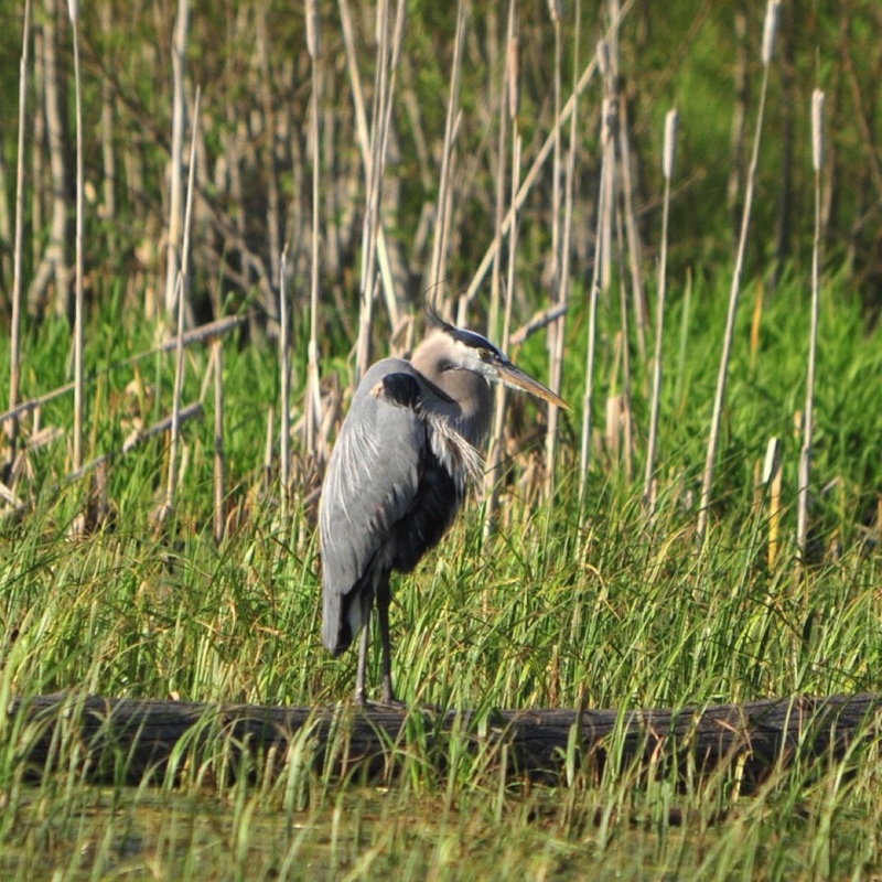 Great-Blue-Heron-052509.jpg 