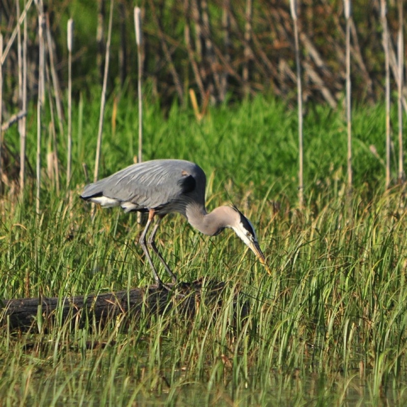 Great-Blue-Heron-B-052509.jpg 