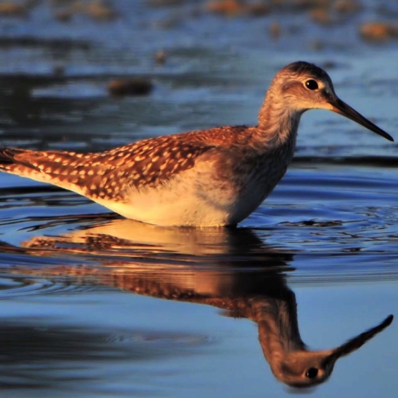 Greater Yellowlegs 071810.jpg 
