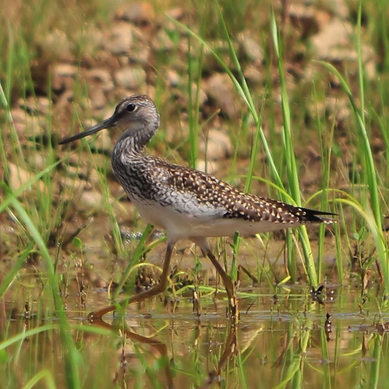 Greater Yellowlegs 080810.jpg 