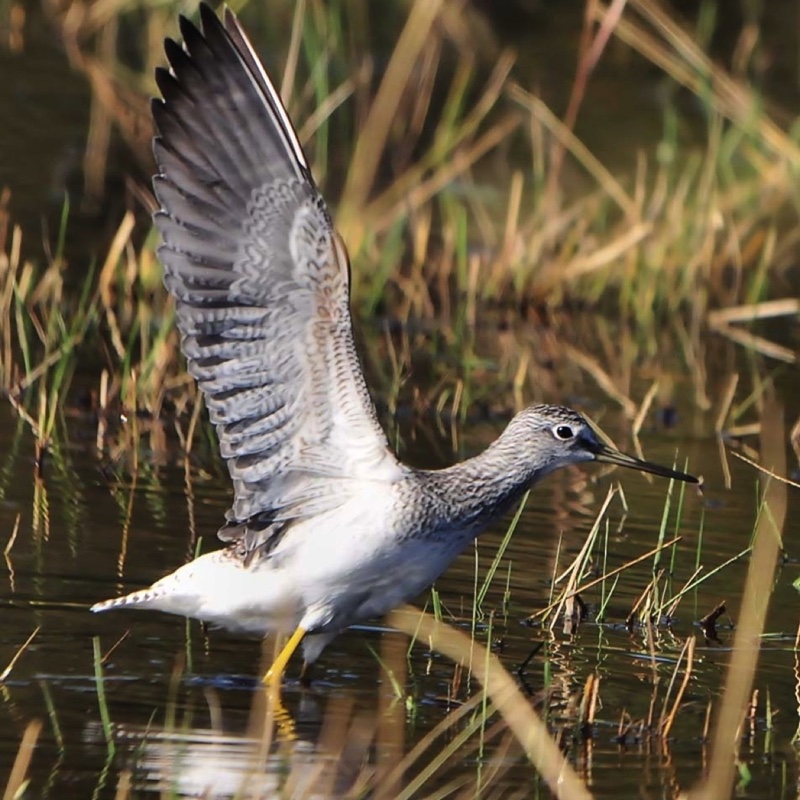 Greater Yellowlegs 092411.jpg 