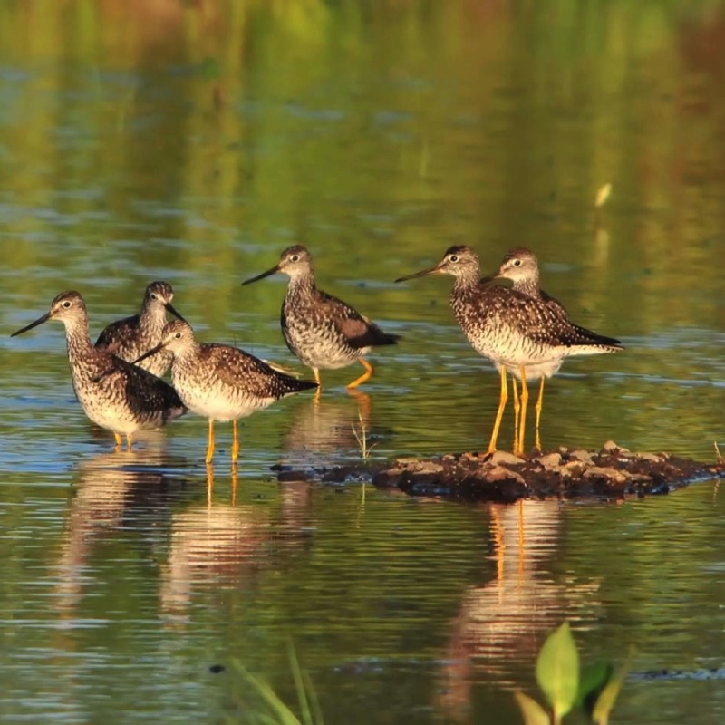 Greater Yellowlegs Group 070312.jpg 