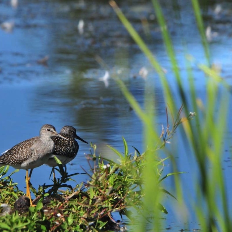 Greater-Yellowlegs-8-20-11.jpg 
