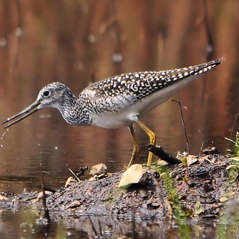 GreaterYellowlegs 080710.jpg 