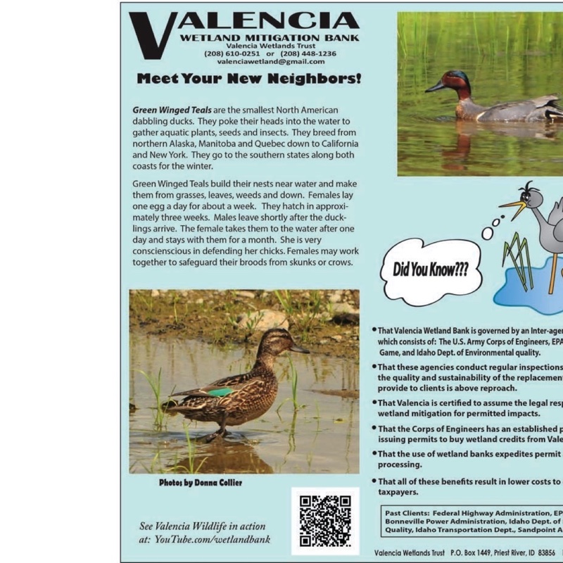 Green Winged Teals - Oct. 2012.jpg 