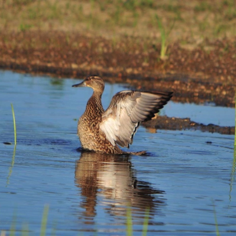 Gren Winged Teal Female 051909.jpg 