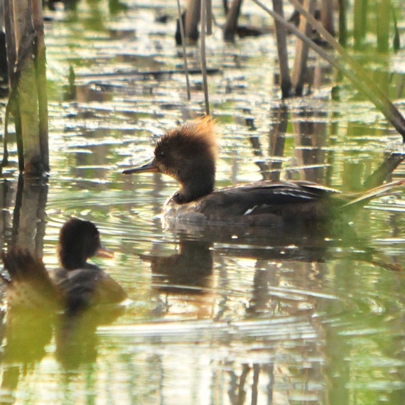 HMerg & Babe 071211.jpg 