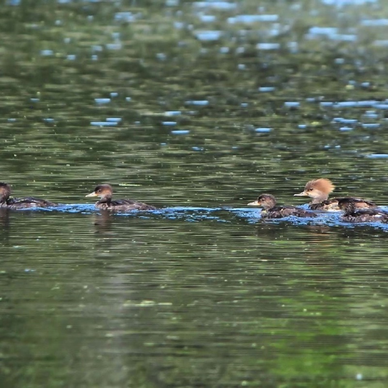 HMerg Female & Brood 070711.jpg 