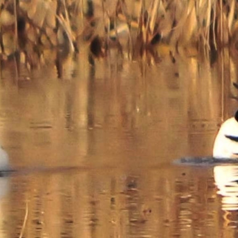 HMerg Males 040509.jpg 