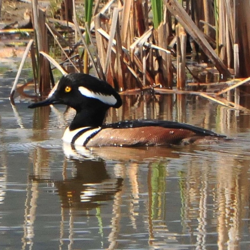 HMerganser Male GREAT 042312.jpg 